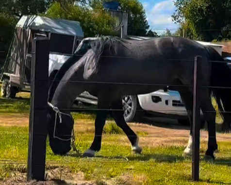 26ª Cavalgada Cultural da Costa Doce chega a Camaquã com música e gastronomia campeira