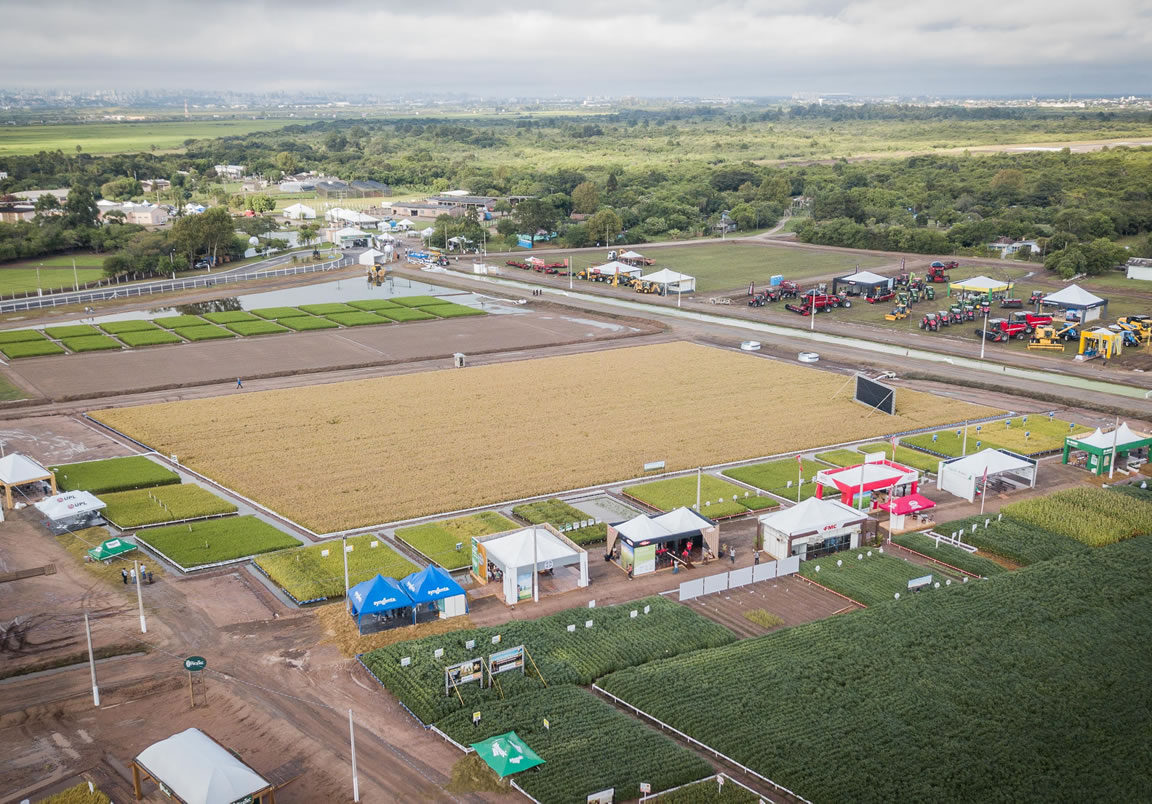 Abertura da Colheita do Arroz: Arena de Inovação destaca o impacto da IA e do Crédito Inteligente no campo