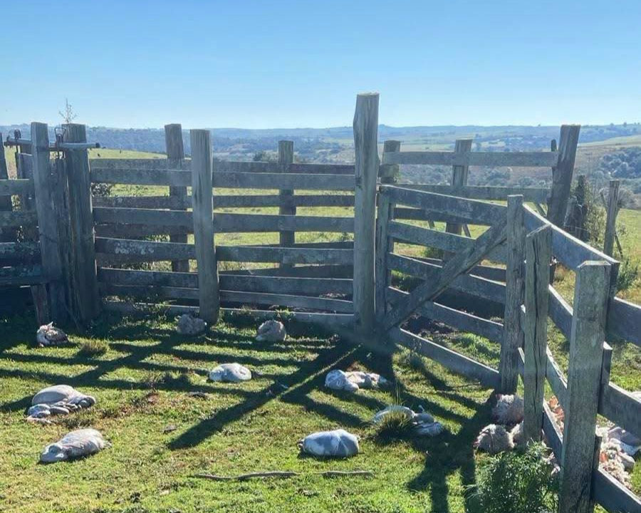 Abigeato em Santana da Boa Vista: produtor rural tem 18 ovelhas carneadas