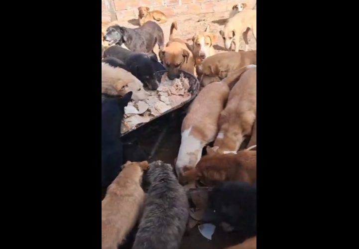 Abrigo Arca faz apelo urgente por ração para alimentar cães neste fim de semana