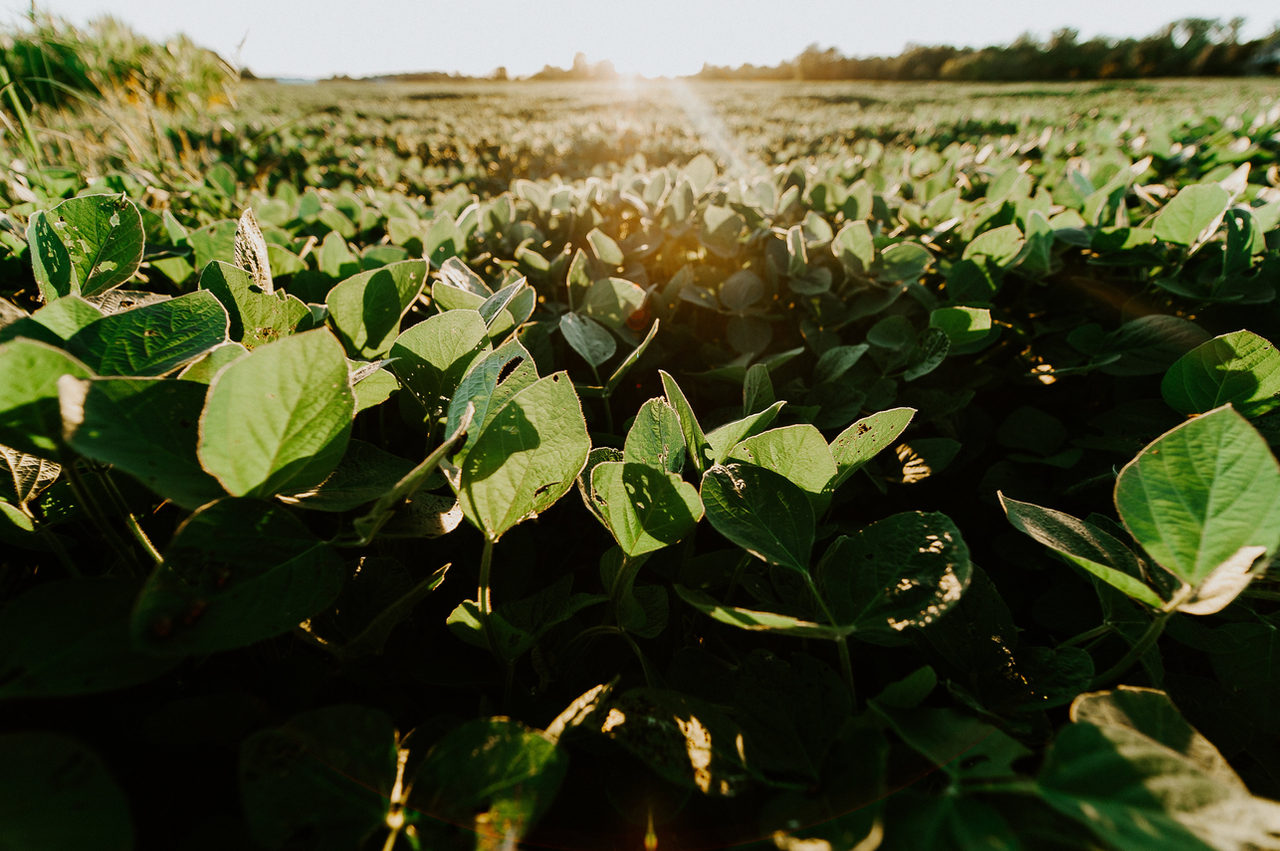 Agricultor: ganhe mais dinheiro com tecnologia!