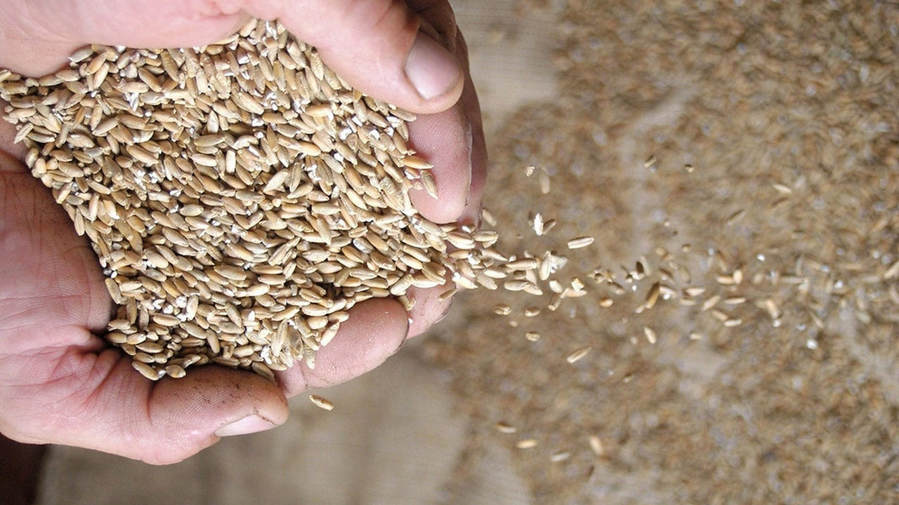 Agricultores familiares de Cristal já podem retirar sementes de milho gratuitas