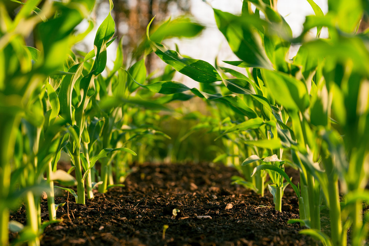 Agro de Camaquã recebe R$ 500 mil em recursos