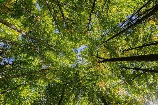 Arambaré publica nota técnica com orientações sobre poda de árvores e arborização urbana