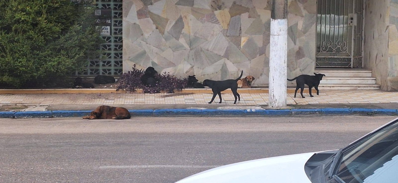 Arca esclarece situação de animais em Camaquã e alerta sobre imagens manipuladas