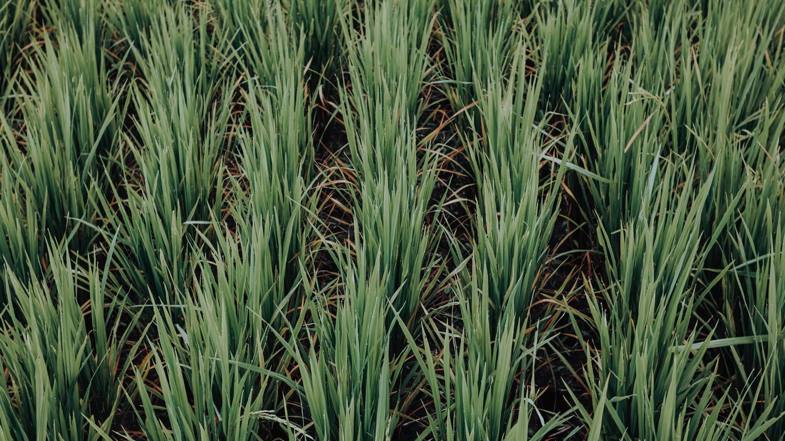 Área de arroz no RS deve encolher 3,4% na próxima temporada