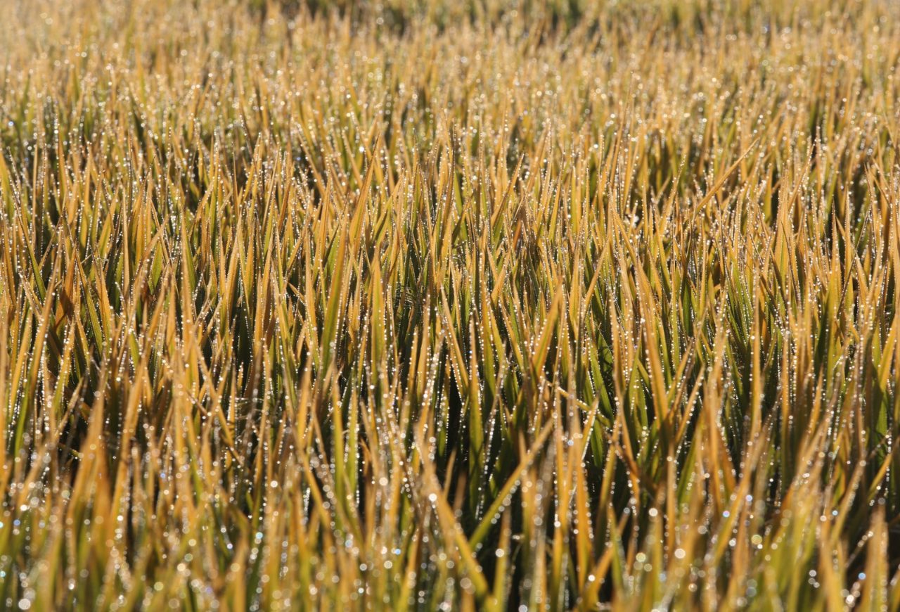 Compras de arroz para exportação são retomadas no RS a R$ 90 por saca. Foto: Paulo Rossi/Divulgação