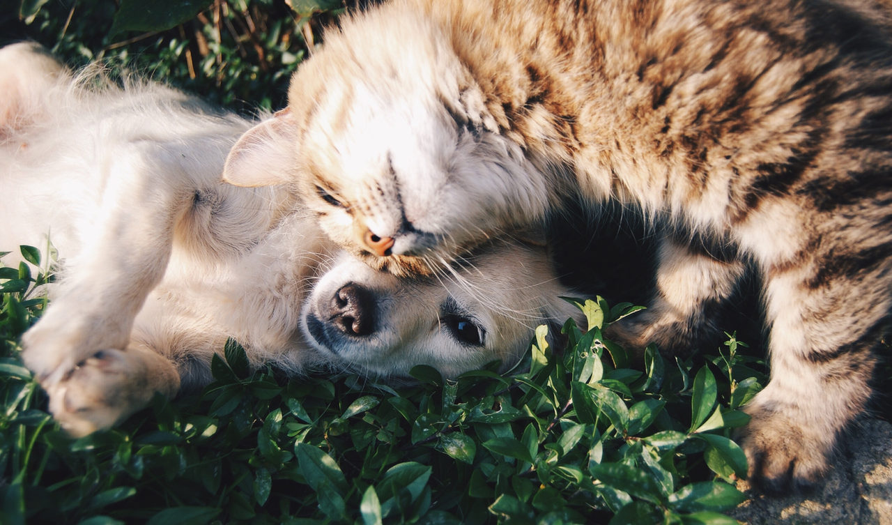 Associação resgata animais de rua em Camaquã
