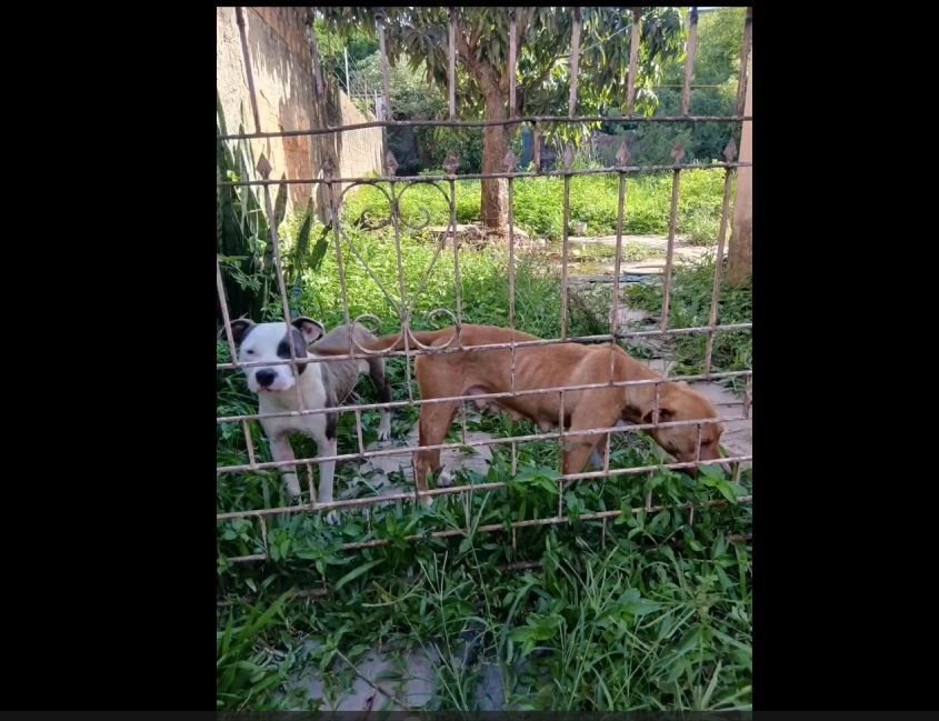Ação conjunta resgata cães Pitbull em situação de maus-tratos em Camaquã