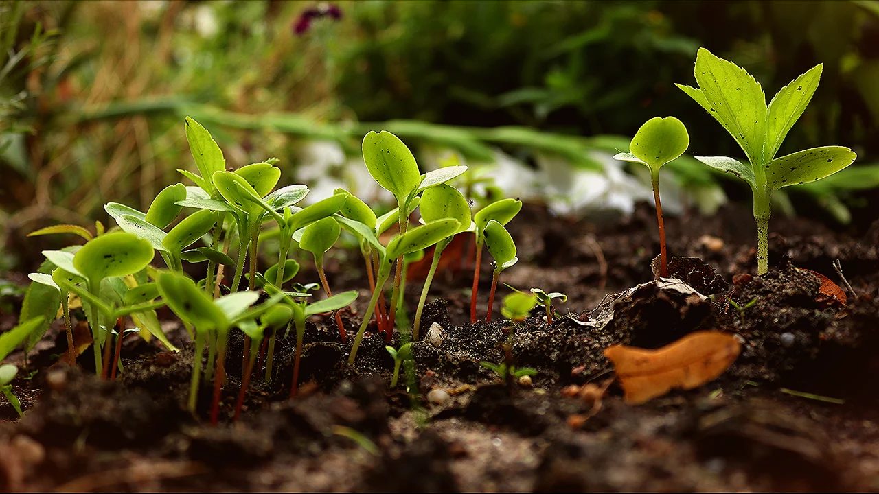 Camaquã troca lixo eletrônico por mudas de plantas nos dias 27 e 28
