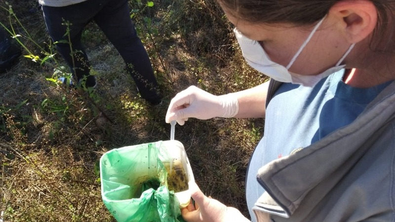 Camaquã registra três focos do mosquito da dengue