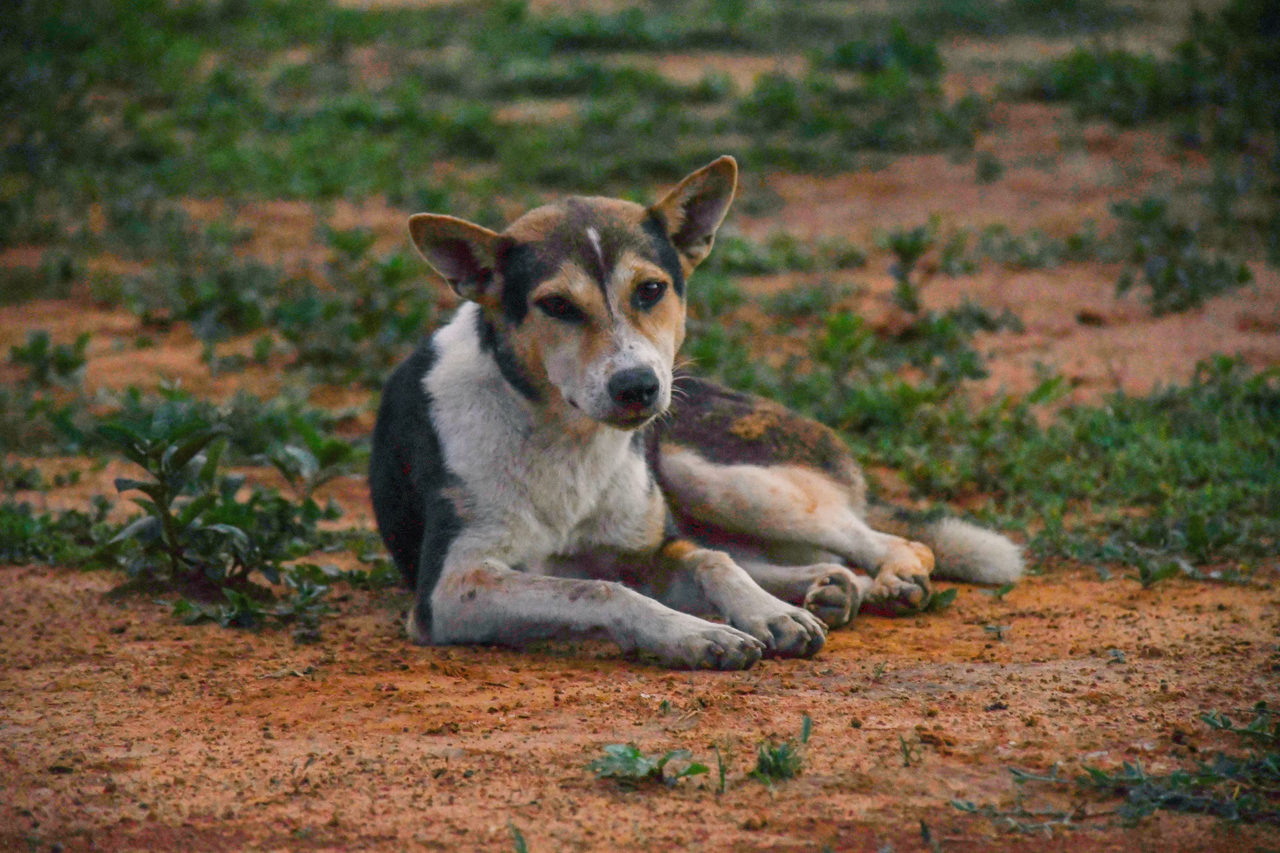 Camaquã é habilitada para receber verbas do fundo estadual de bem-estar animal