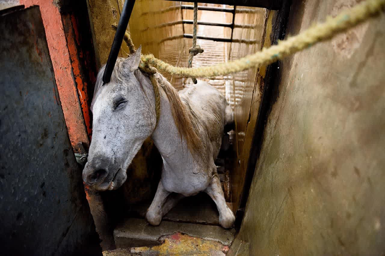 Carne de cavalo? Decrab Camaquã desvendou esquema na Costa Doce