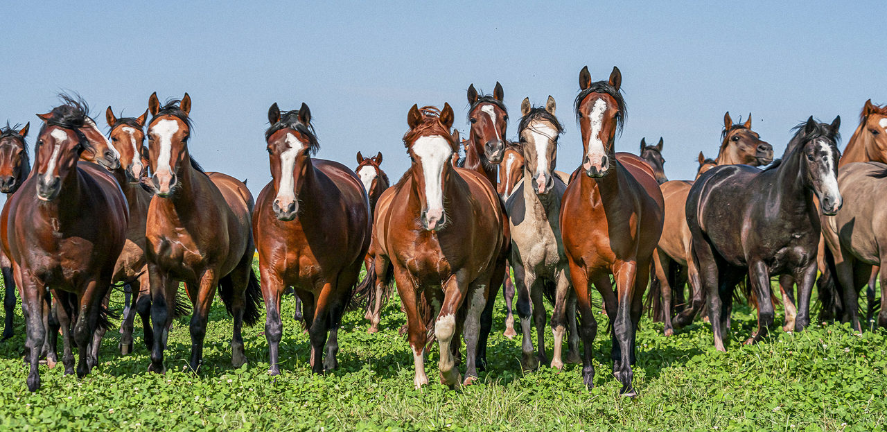 Cavalo Crioulo: Estudo revela movimentação de R$ 5,36 bilhões anuais na economia Brasileira