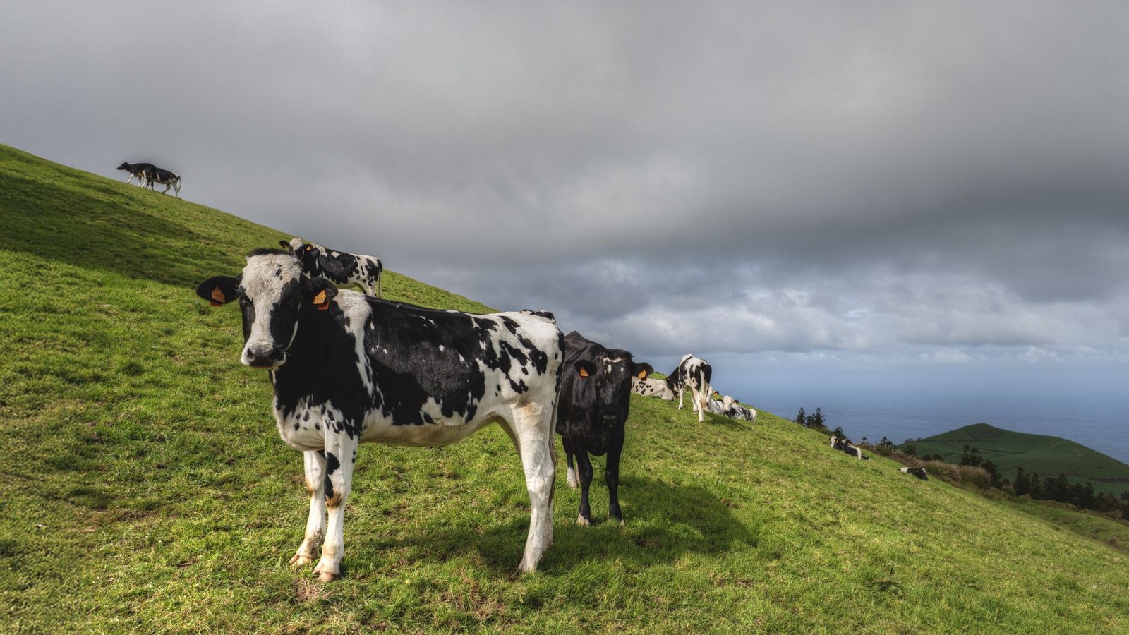 Vacas leiteiras em pastagem verde sob céu de chuva, cenário rural da região de São Lourenço do Sul