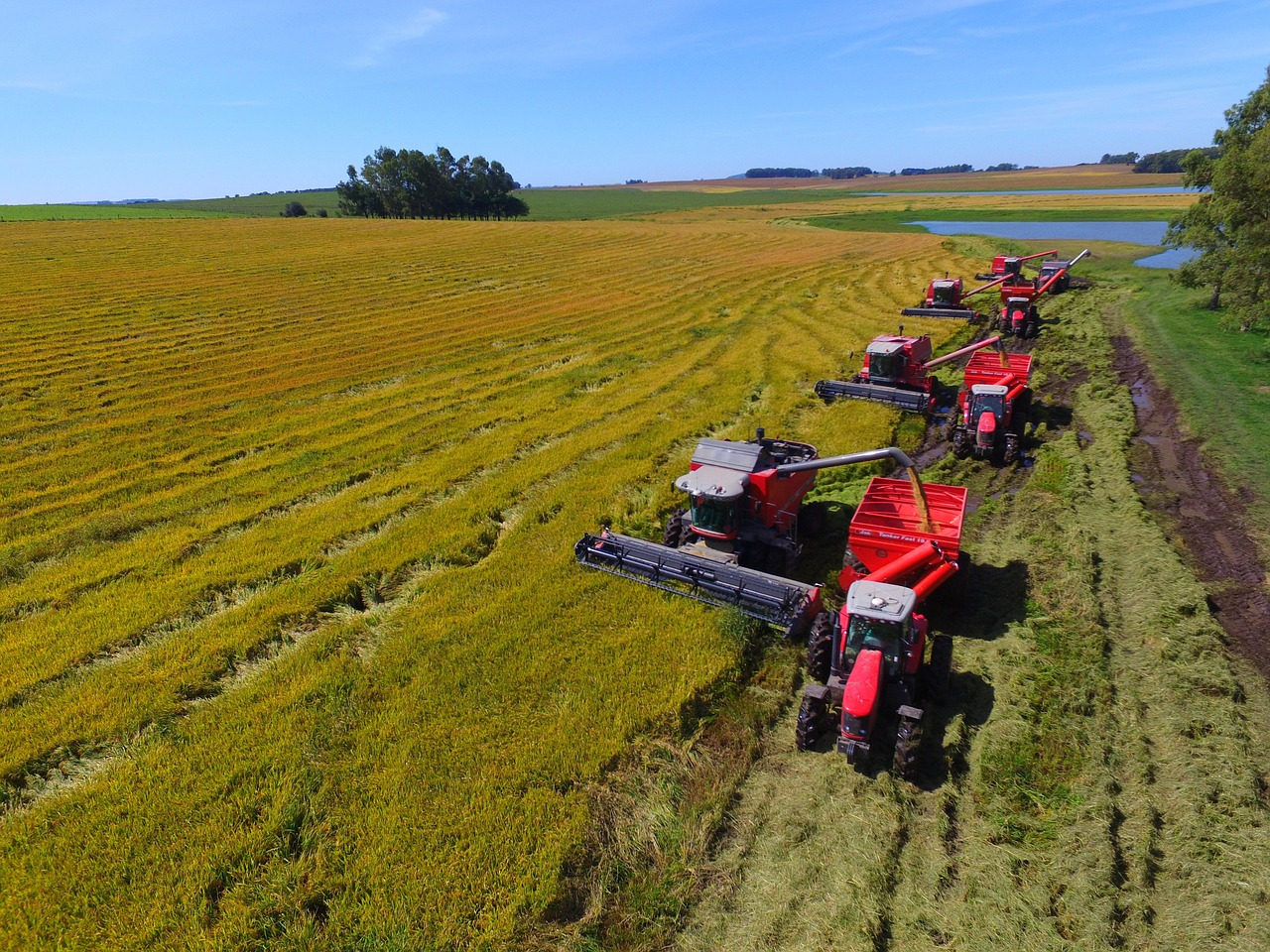 Colheita de arroz atinge 72% na Zona Sul e produção estadual supera 5 milhões de toneladas