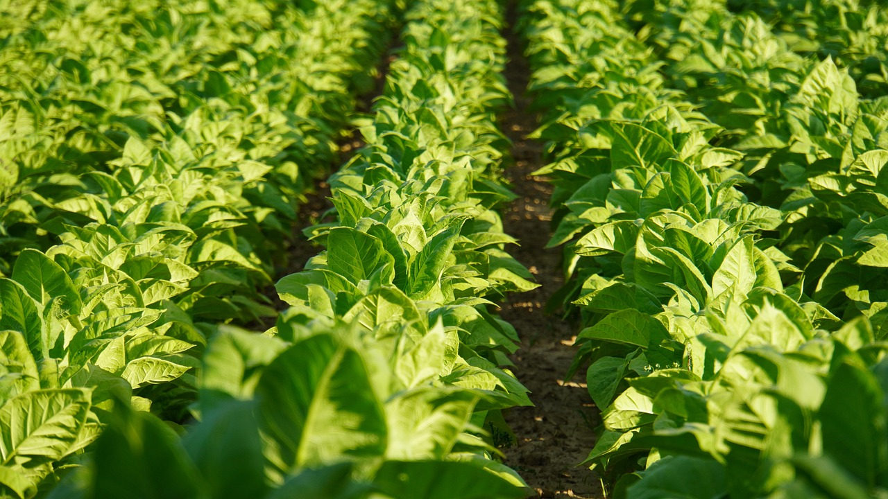 Com margens apertadas, produtores de tabaco enfrentam queda nos preços e pedem valorização