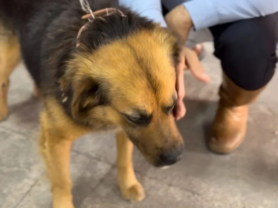 Conselho Regional de Medicina Veterinária cobra rigor na apuração de agressão a cão no RS