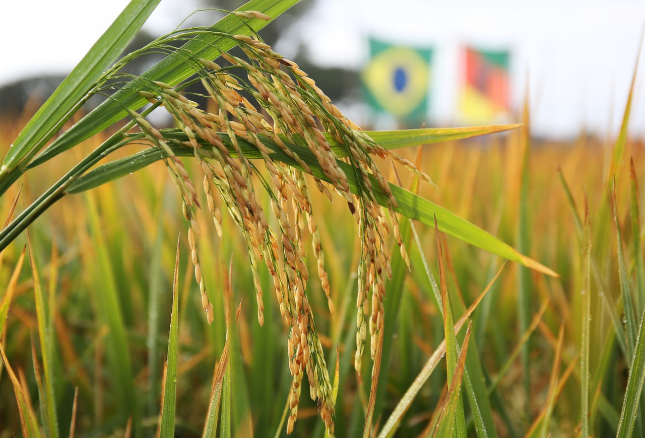 Crise no campo: Federarroz cobra tratamento diferenciado da União para o agro do RS