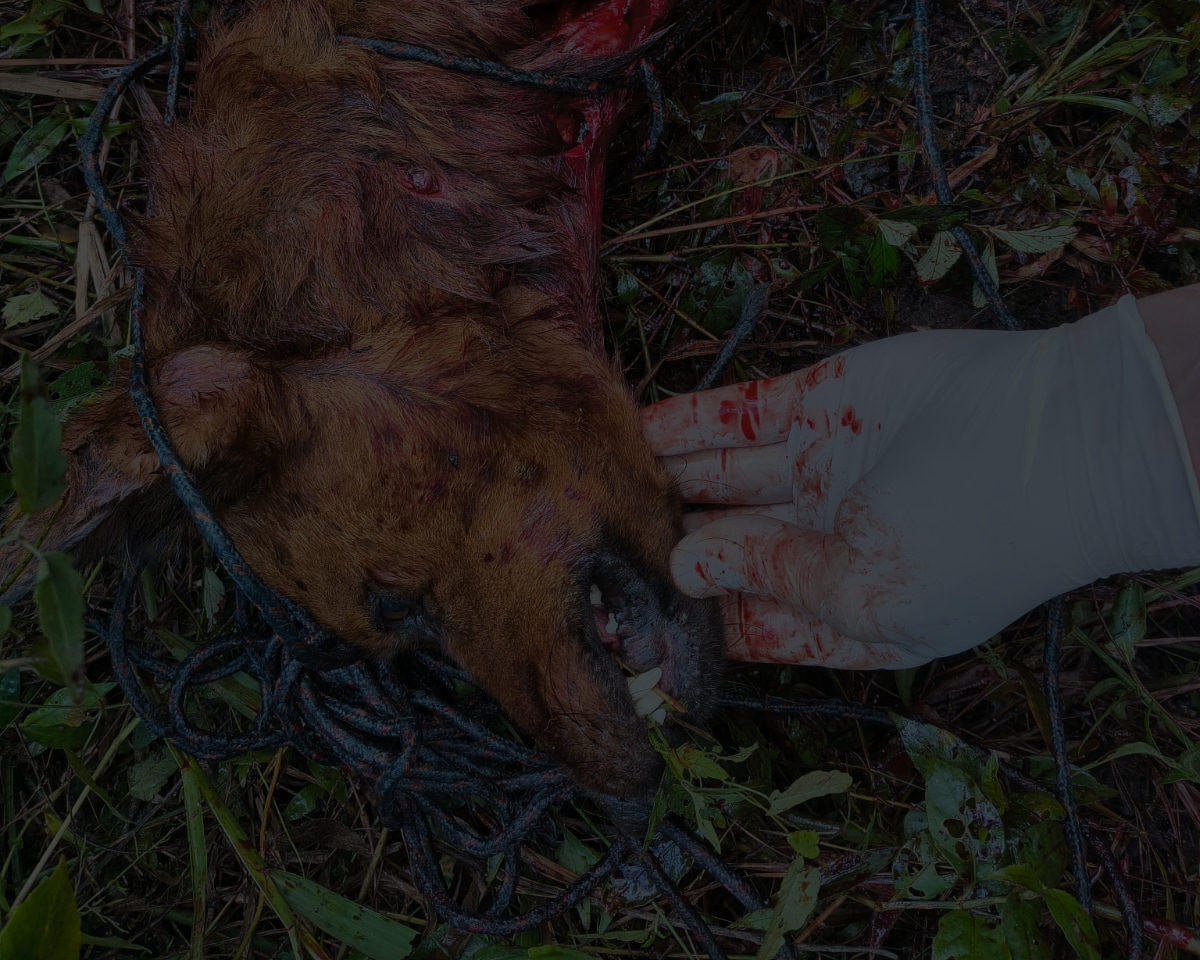Crueldade em Camaquã: cão ferido é resgatado e polícia procura suspeitos