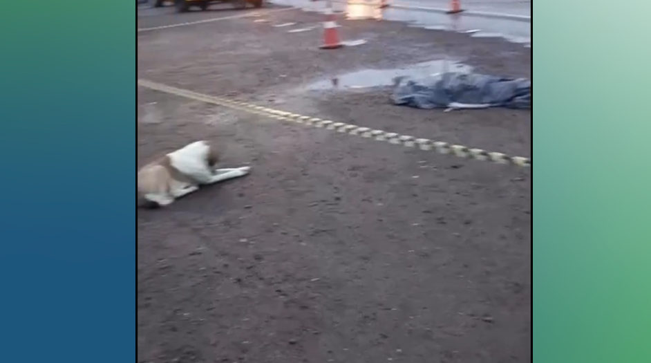 Cão comove socorristas ao não sair do lado da tutora após acidente em Portão