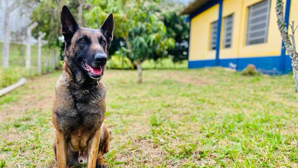 Cão de faro Baruk se aposenta após diversas apreensões na PRF