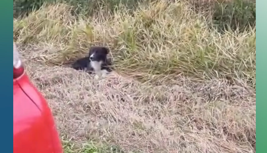 Cão é resgatado pela ARCA próximo à BR-116 em Camaquã e busca tutor