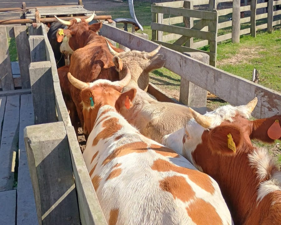 Decrab Camaquã e Inspetoria Veterinária apreendem rebanho de R$ 235 mil em São Lourenço do Sul