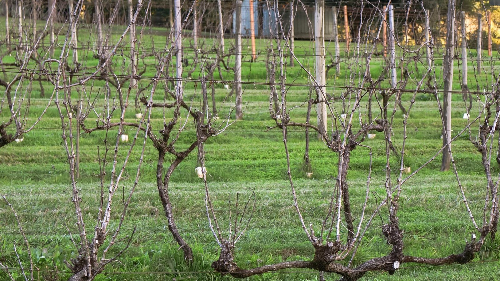 Deriva de herbicida já reduziu 40% dos vinhedos no RS