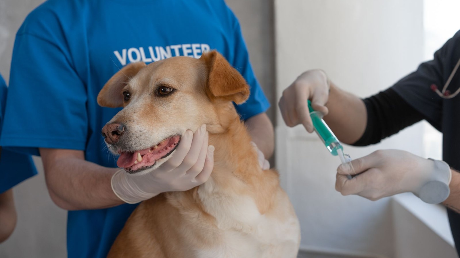 Desinformação sobre vacinas de pets preocupa em Tapes