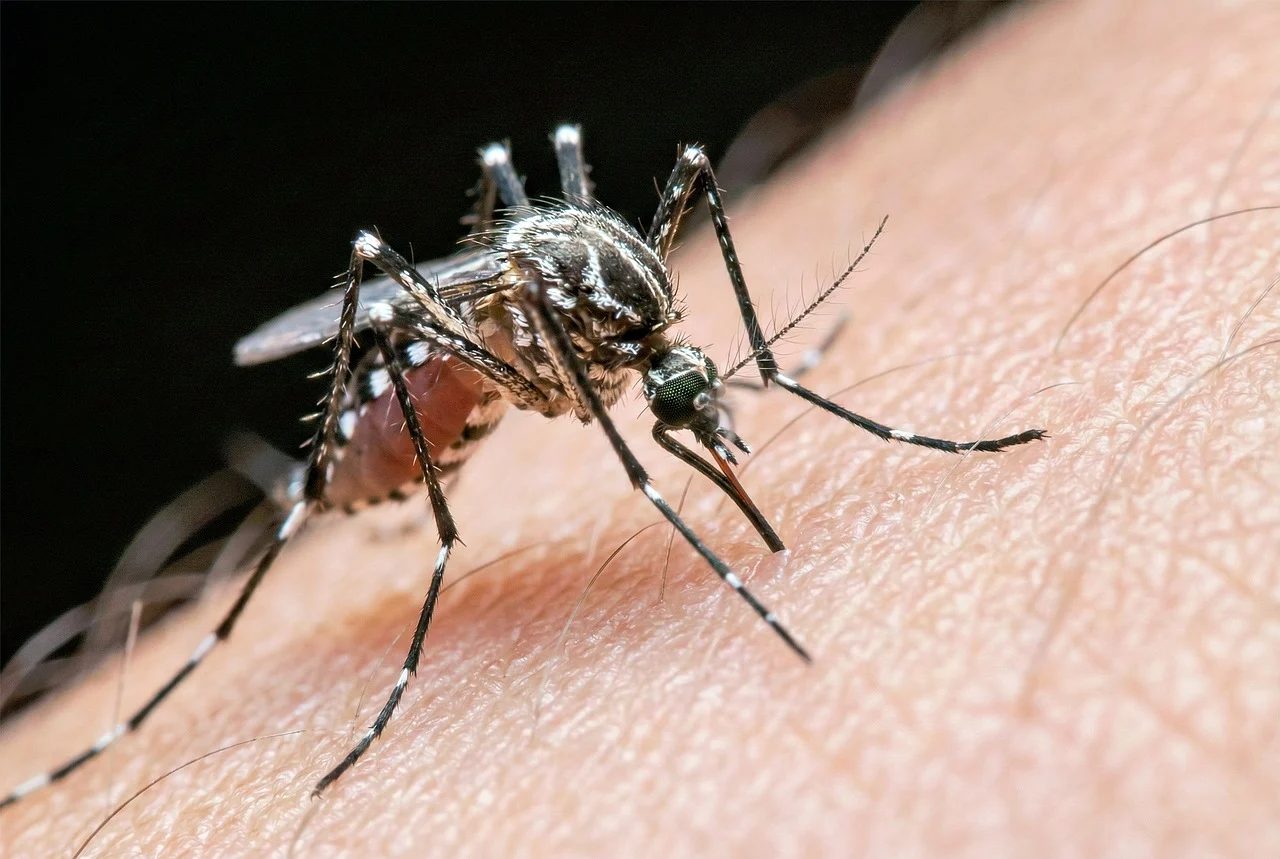 Encontro estadual debate arboviroses e alerta para dengue no RS diante das mudanças climáticas