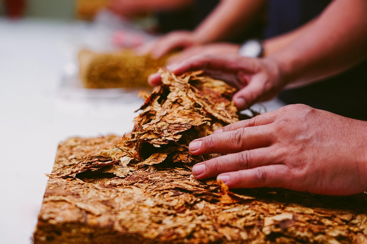 Entenda o cenário de queda no preço do tabaco e o impacto para os produtores gaúchos