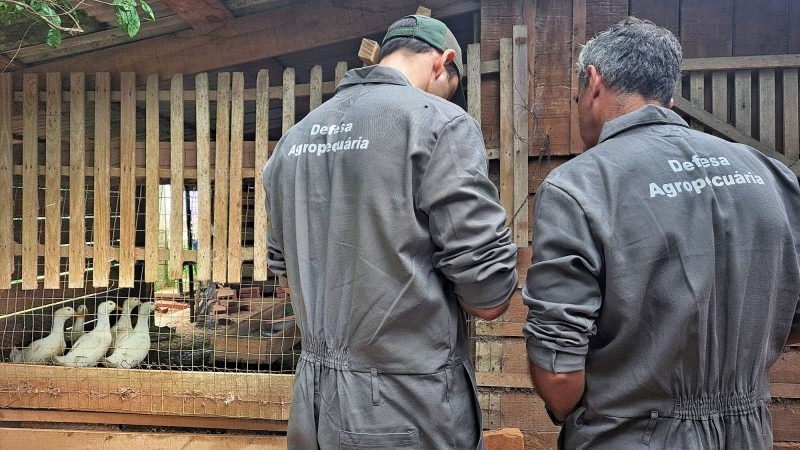 Estado conclui vigilância no foco de gripe aviária no RS