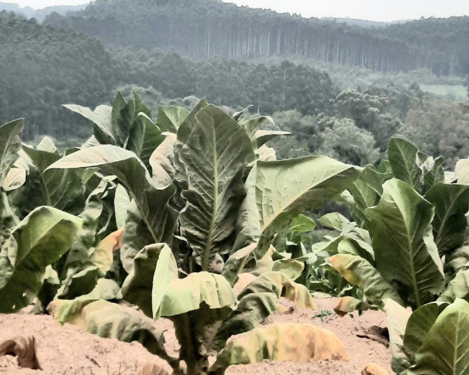 Estiagem severa causa danos em lavouras de milho e tabaco em Dom Feliciano