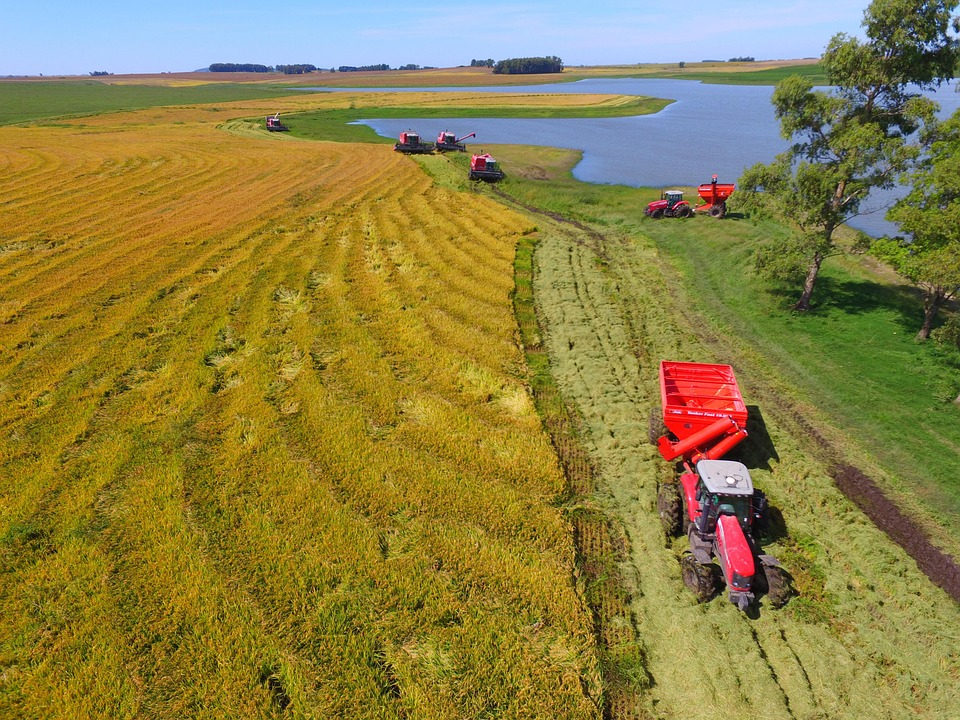 Federarroz avalia como positivo leilão da Conab com venda de 103 mil toneladas de arroz