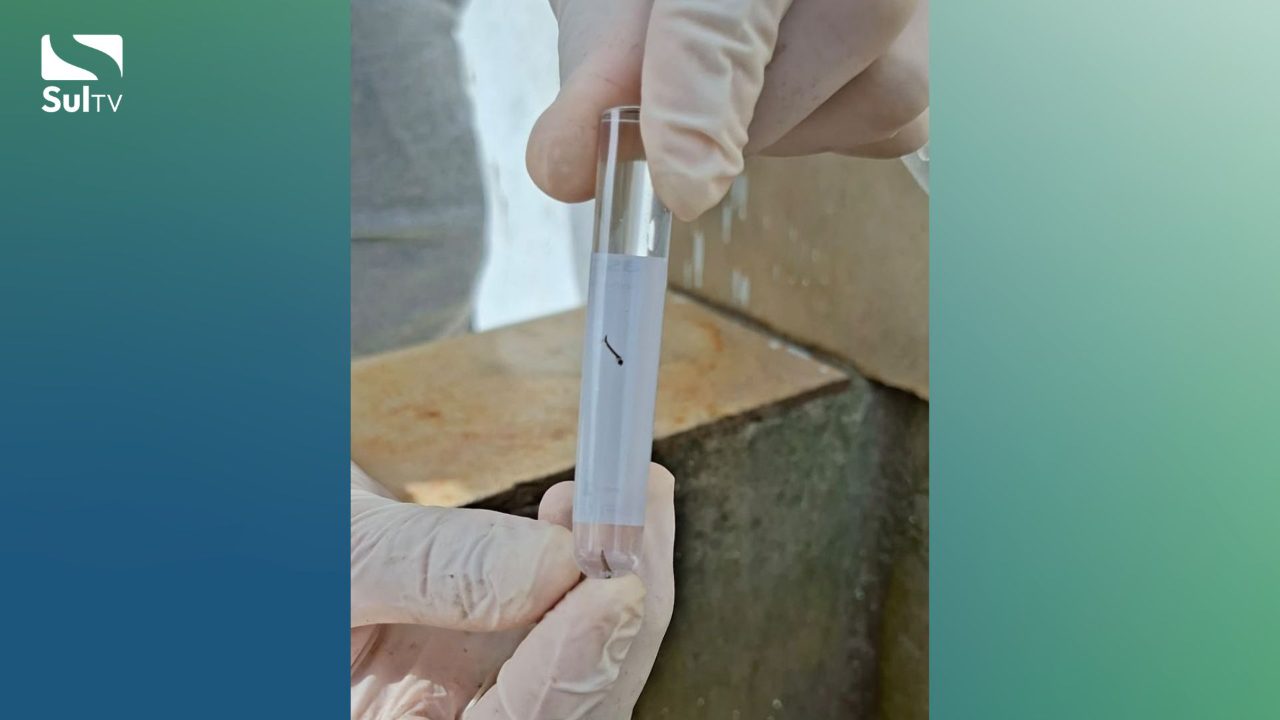 Finados: Camaquã reforça cuidados contra a dengue nos cemitérios