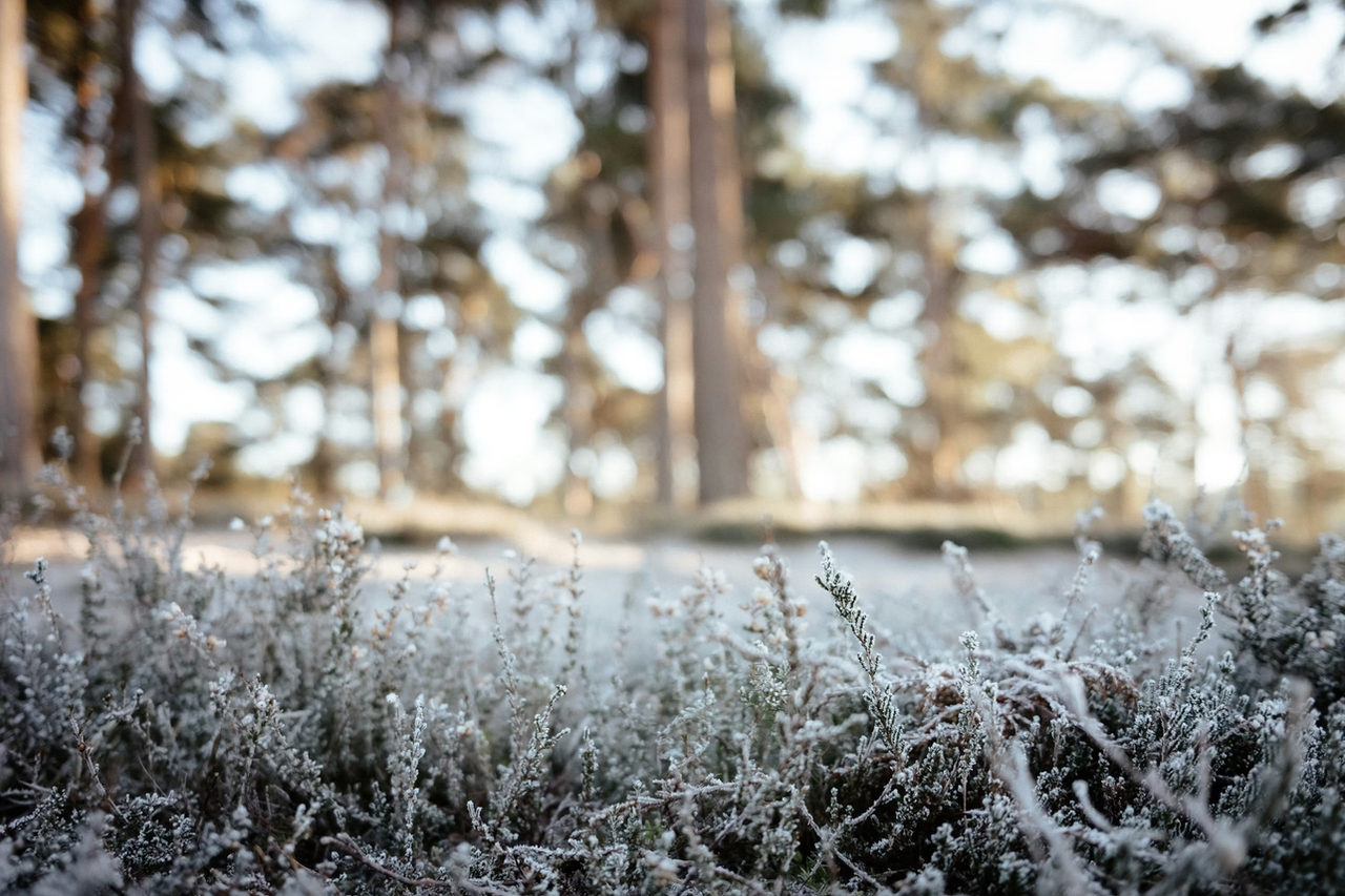 Frio ganha força e região se prepara para amanhecer congelante nesta terça; veja as mínimas