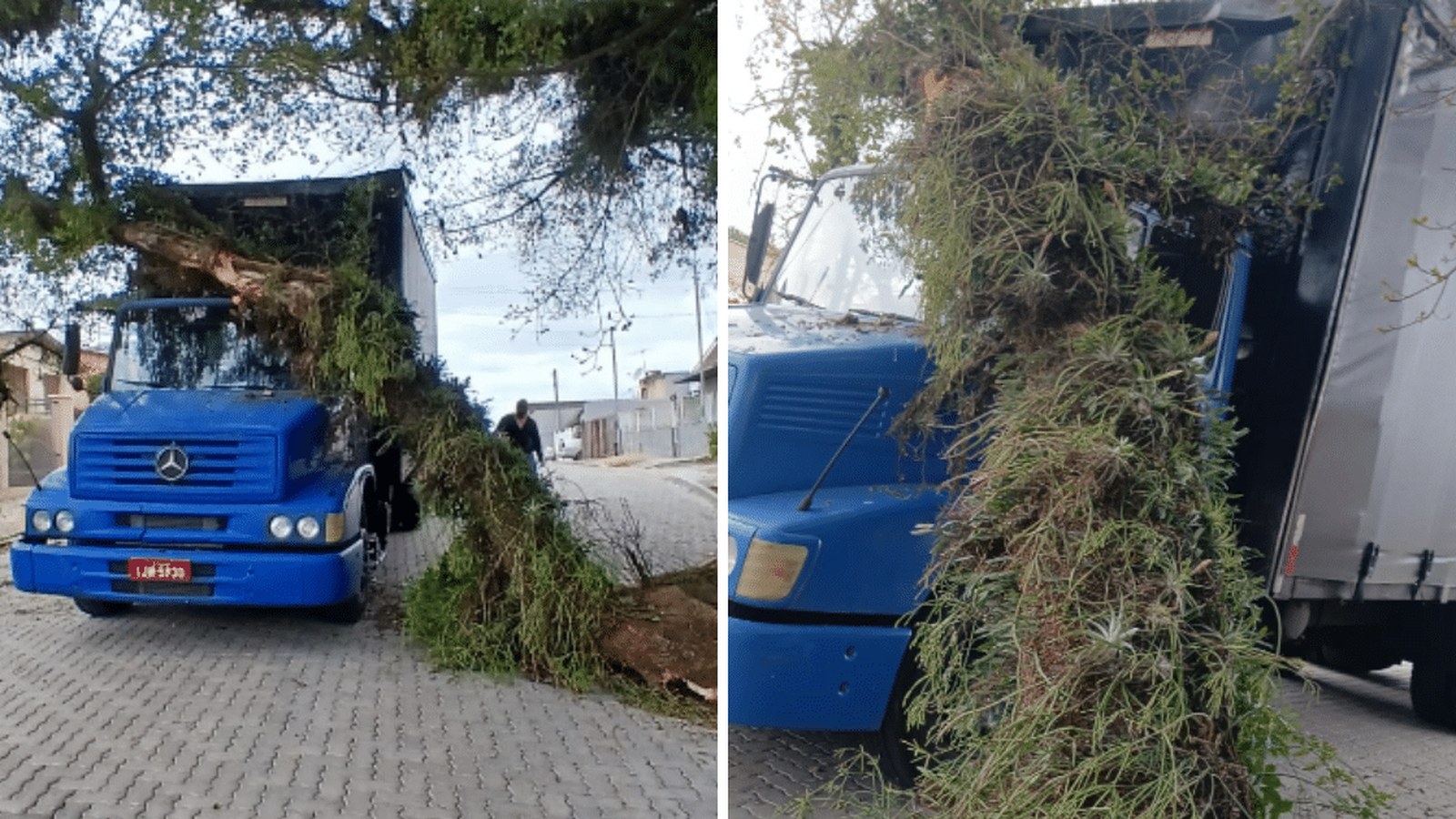 Galho de figueira cai sobre caminhão em rua de Camaquã