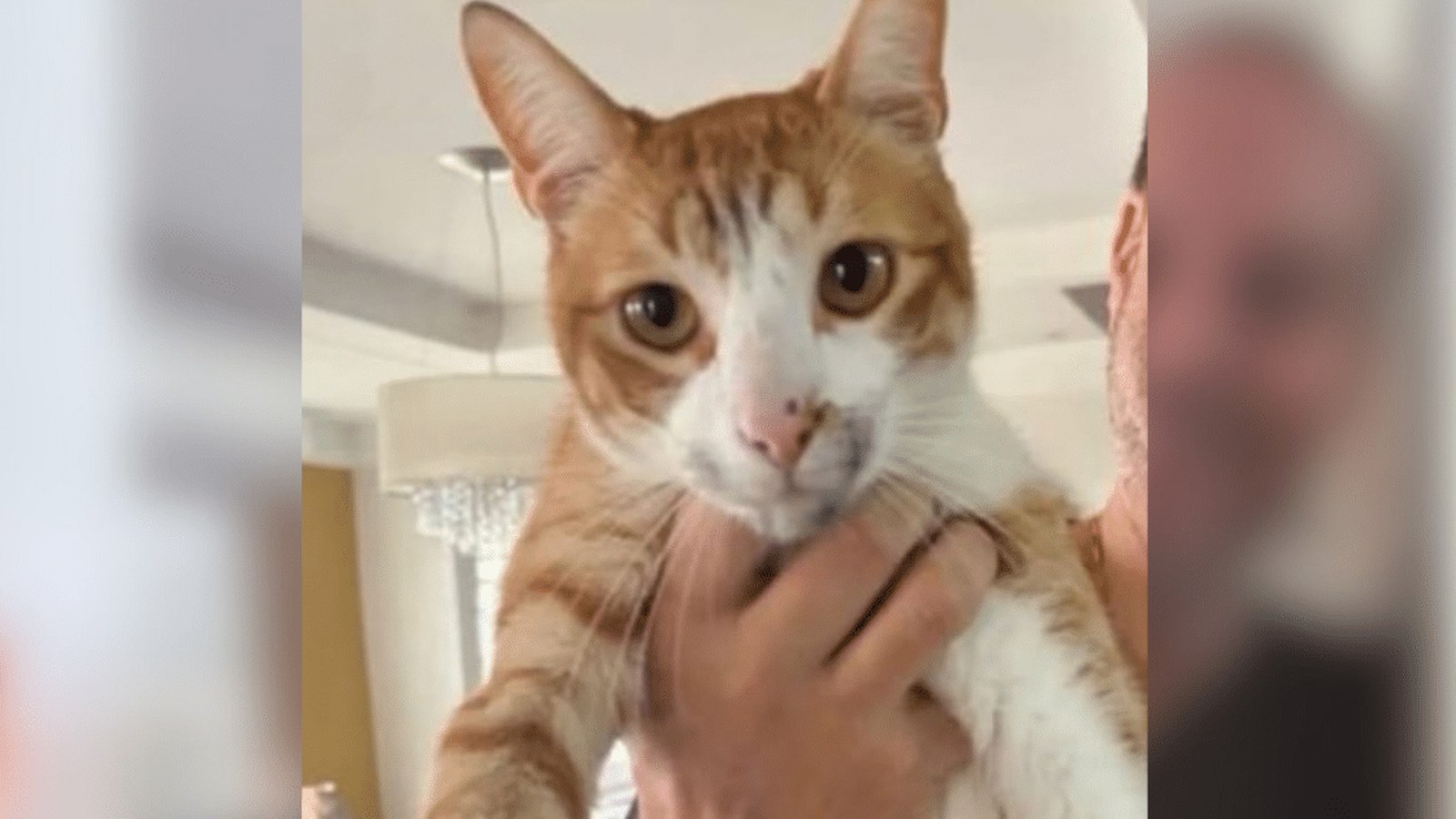 Gato escondido em quintal residencial, cena ligada à busca por animal desaparecido no Olaria.