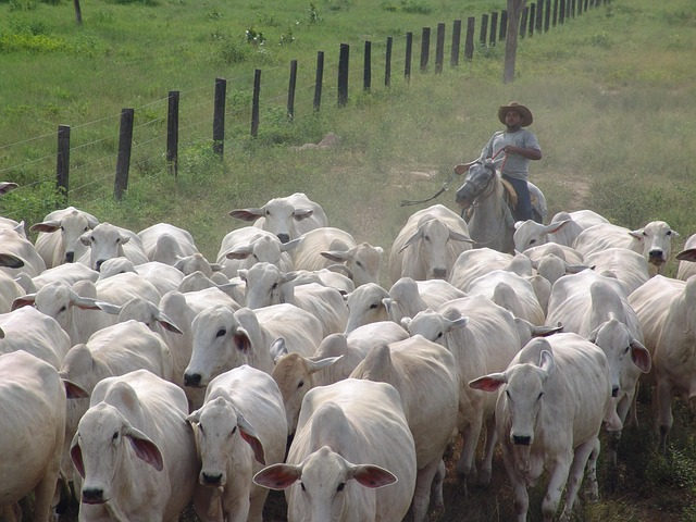 Governo do Estado alerta para prazo da Declaração Anual de Rebanho que encerra em junho