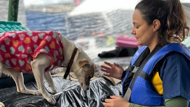 Governo Federal contribuirá com recursos no resgate e cuidado de pets no Rio Grande do Sul