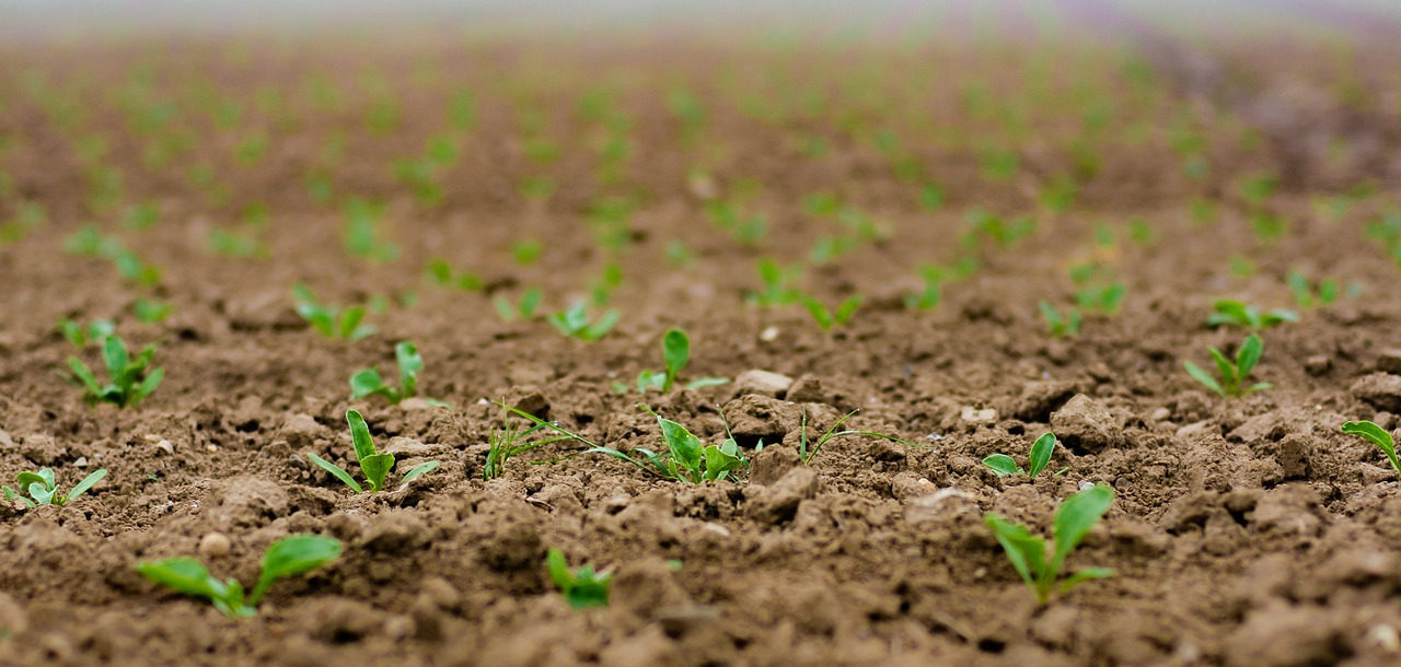 Governo libera R$ 2 milhões para agroindústrias: veja se seu projeto foi aprovado