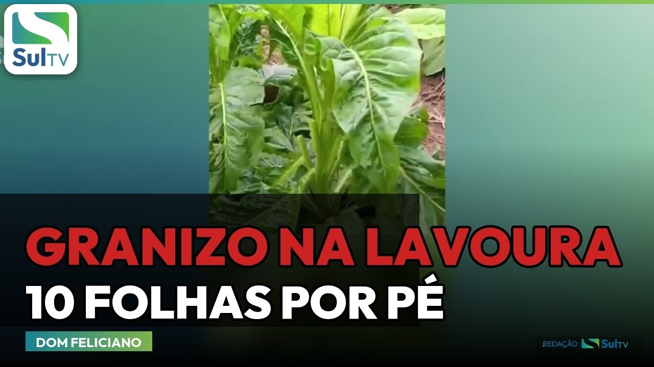 Granizo destrói lavoura de tabaco em Dom Feliciano e agrava alagamentos na Costa Doce