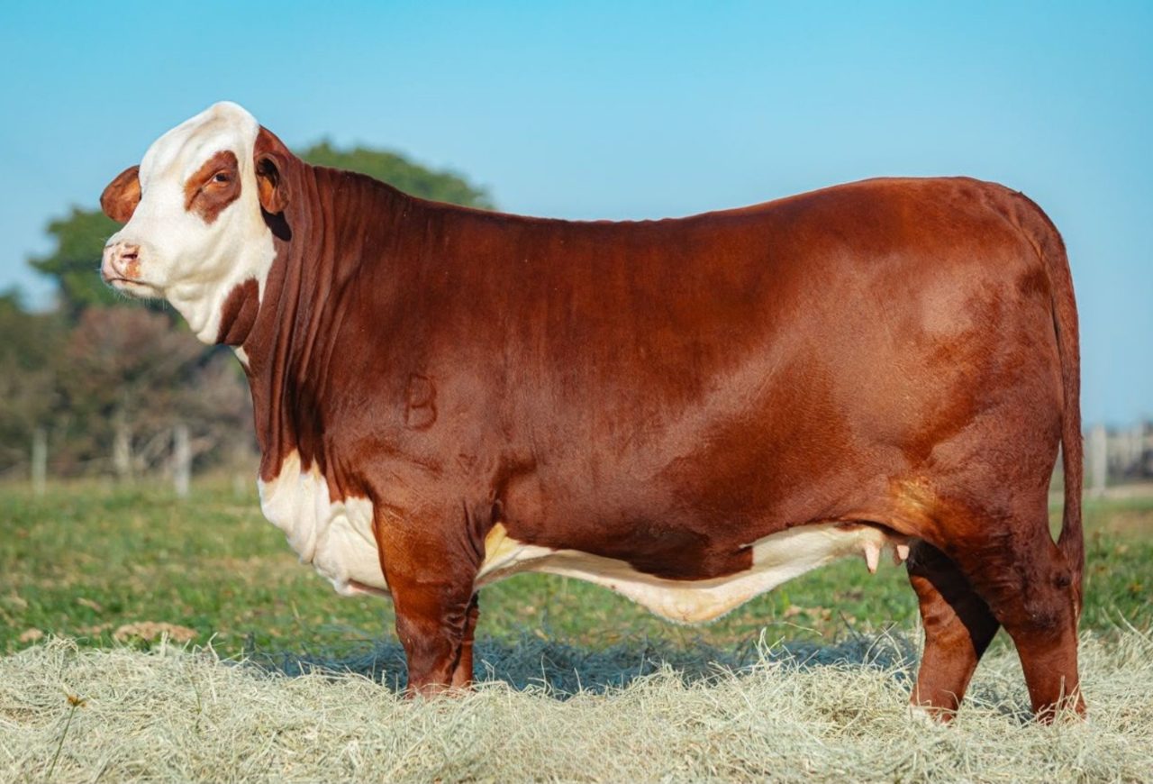 Hereford e Braford dominam 75,6% das vendas de bovinos na Expointer