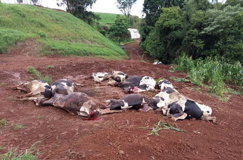 Intoxicação por pastagem mata 48 vacas e gera prejuízo de R$ 600 mil em Novo Xingu