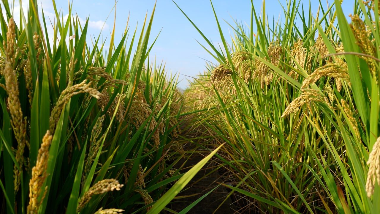 Irga projeta 861 mil hectares de arroz irrigado no RS para a safra 2026/2027