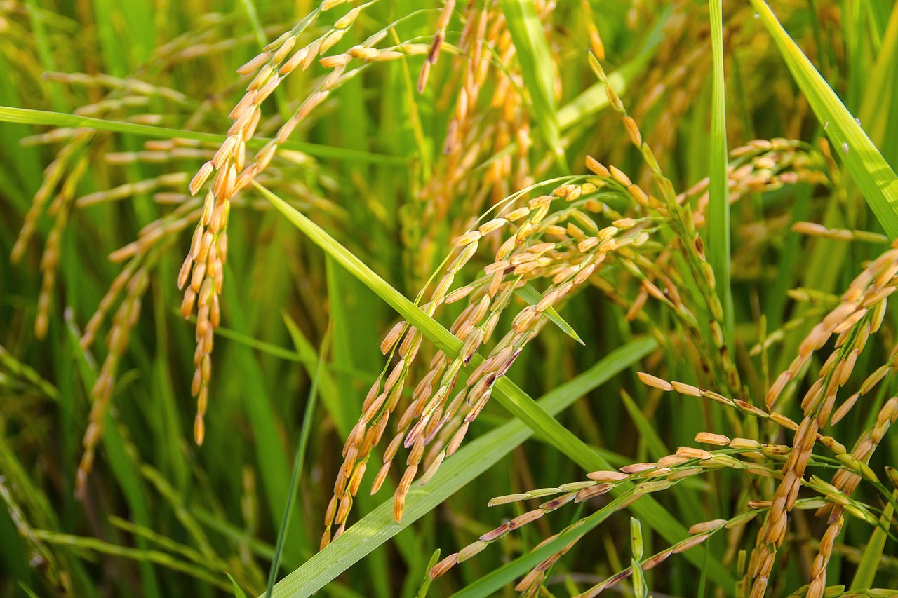 Irga projeta arroz gaúcho no mercado internacional durante convenção nas Américas