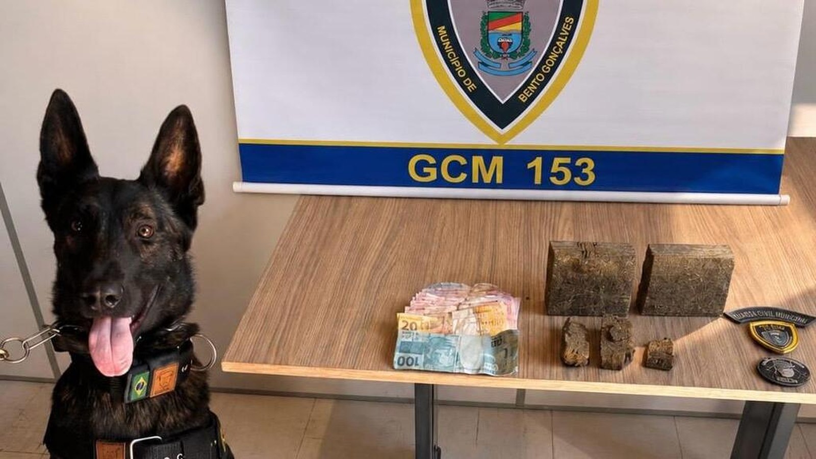 Cão farejador K9 Viper durante patrulhamento da Guarda Civil Municipal em Bento Gonçalves