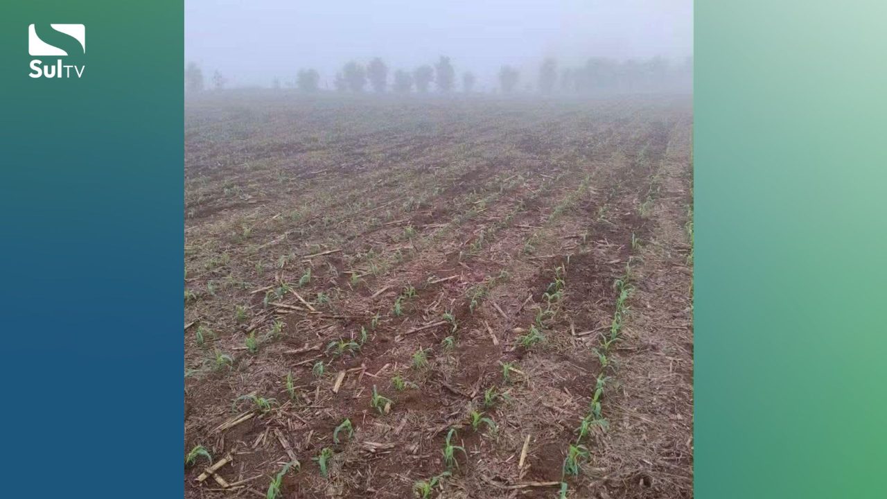 Lavoura de milho atingida por javalis em Marcelino Ramos, no Norte do RS