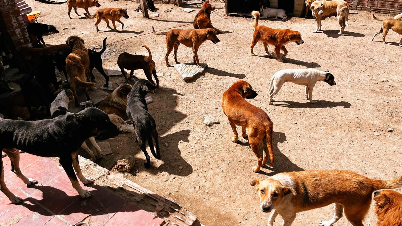 Mais dignidade para 750 animais: mobilização garante melhorias em clínica e canil